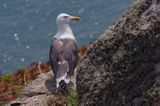 mewa żółtonoga brytyjska Larus fuscus graellsii, Herm Island, Channel Islands