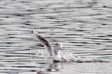 mewa śmieszka, Chroicocephalus ridibundus, syn. Larus ridibundus