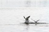 Mewa srebrzysta Larus argentatus i mewa śmieszka, Chroicocephalus ridibundus, syn. Larus ridibundus