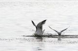 Mewa srebrzysta Larus argentatus i mewa śmieszka, Chroicocephalus ridibundus, syn. Larus ridibundus