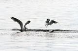 Mewa srebrzysta Larus argentatus i mewa śmieszka, Chroicocephalus ridibundus, syn. Larus ridibundus