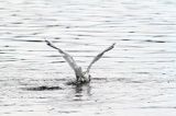 mewa śmieszka, Chroicocephalus ridibundus, syn. Larus ridibundus