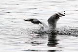 mewa śmieszka, Chroicocephalus ridibundus, syn. Larus ridibundus