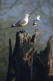 mewy pospolite, Larus canus