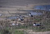 mewy śmieszki kolonia kopulacja Larus ridibundus