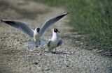 mewy śmieszki Larus ridibundus