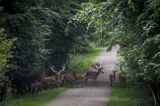 Jelenie w Kongebro Forest, Middelfart na wyspie Fyn, Fionia, Mały Bełt, Dania