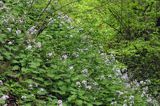 Miesiącznica trwała, Lunaria rediviva