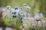 Mikołajek nadmorski, Eryngium maritimum