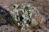 Eryngium maritimum mikołajek nadmorski) ,