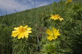 miłek wiosenny Adonis vernalis rezerwat 'Skorocice' Ponidzie