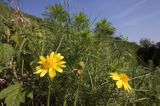 miłek wiosenny Adonis vernalis rezerwat 'Skorocice' Ponidzie