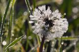 Taraxacum officinale, mniszek lekarski