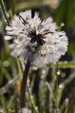 Taraxacum officinale, mniszek lekarski