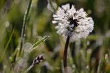 Taraxacum officinale, mniszek lekarski