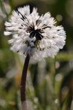 Taraxacum officinale, mniszek lekarski