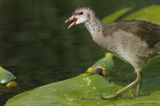 kokoszka wodna, kurka wodna, Gallinula chloropus, młoda