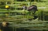 kokoszka wodna, kurka wodna, Gallinula chloropus, młoda