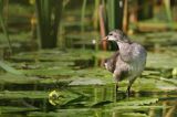 kokoszka wodna, kurka wodna, Gallinula chloropus, młoda