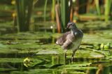 kokoszka wodna, kurka wodna, Gallinula chloropus, młoda