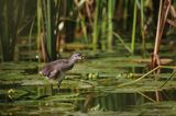 kokoszka wodna, kurka wodna, Gallinula chloropus, młoda