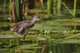 kokoszka wodna, kurka wodna, Gallinula chloropus, młoda