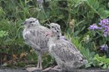 pisklęta mewy siodłatej Larus marinus