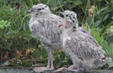 pisklęta mewy siodłatej Larus marinus