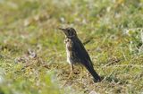 Drozd śpiewak, Turdus philomelos; syn. T. ericetorum, młody osobnik