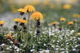 łąka z mniszkami, mniszek lekarski, Taraxacum officinale