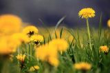 łąka z mniszkami, mniszek lekarski, Taraxacum officinale