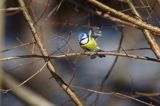 sikora modra, modraszka, Parus caeruleus