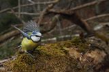 Modraszka, sikora modra, Cyanistes caeruleus, Parus caeruleus