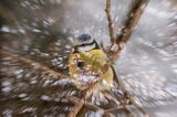 Modraszka, sikora modra, Cyanistes caeruleus, Parus caeruleus, impresja