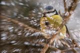 Modraszka, sikora modra, Cyanistes caeruleus, Parus caeruleus, impresja