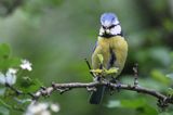 Modraszka, sikora modra, Cyanistes caeruleus, Parus caeruleus