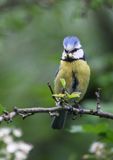 Modraszka, sikora modra, Cyanistes caeruleus, Parus caeruleus