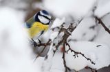 Modraszka, sikora modra, Cyanistes caeruleus, Parus caeruleus