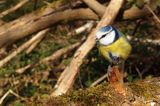 Modraszka, sikora modra, Cyanistes caeruleus, Parus caeruleus