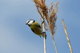 Modraszka, sikora modra, Cyanistes caeruleus, Parus caeruleus