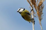 Modraszka, sikora modra, Cyanistes caeruleus, Parus caeruleus