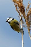 Modraszka, sikora modra, Cyanistes caeruleus, Parus caeruleus