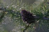 modrzew europejski, szyszka, Larix decidua