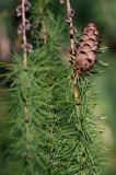 modrzew europejski, szyszka, Larix decidua