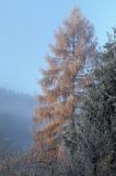 modrzew Larix decidua