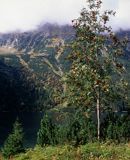 Tatry nad Morskim Okiem