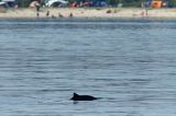 Morświn, Phocoena phocoena, przy wyspie Tuno, Kattegat