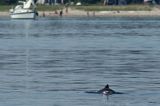 Morświn, Phocoena phocoena, przy wyspie Tuno, Kattegat