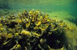 morszczyn pęcherzykowaty fucus vesiculosus podwodna łąka, Bałtyk