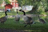 Bernikla kanadyjska, Branta canadensis